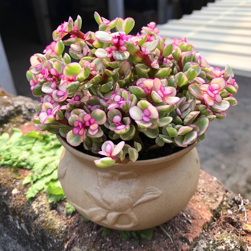 CHẬU CÂY KIỂNG SEN ĐÁ ĐÔLA ANH ĐÀO (ĐÔLA HỒNG) 🍭🍭🍭 SIÊU XINH, DỄ TRỒNG; THÍCH HỢP LÀM QUÀ TẶNG TRONG CÁC DỊP LỄ TẾT