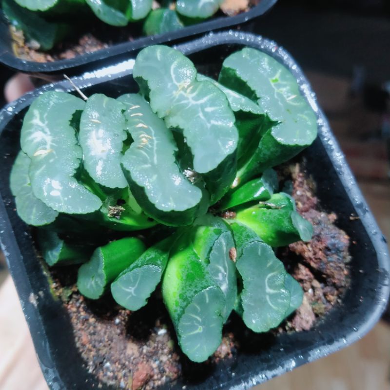 (VIP Pro} Sen đá Haworthia- Truncata chậu to, số lượng rất ít
