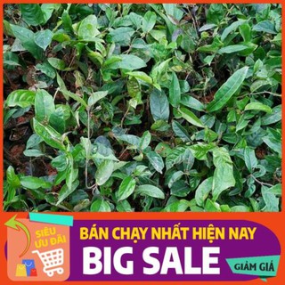 10 cây giống ba kích tím chuẩn giống f1