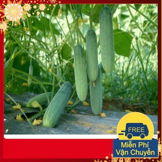 Hạt Giống Dưa Chuột Chịu Nhiệt