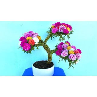 Gói 100 hạt giống hoa mười giờ trồng kiểu bonsai, tặng kích mầm