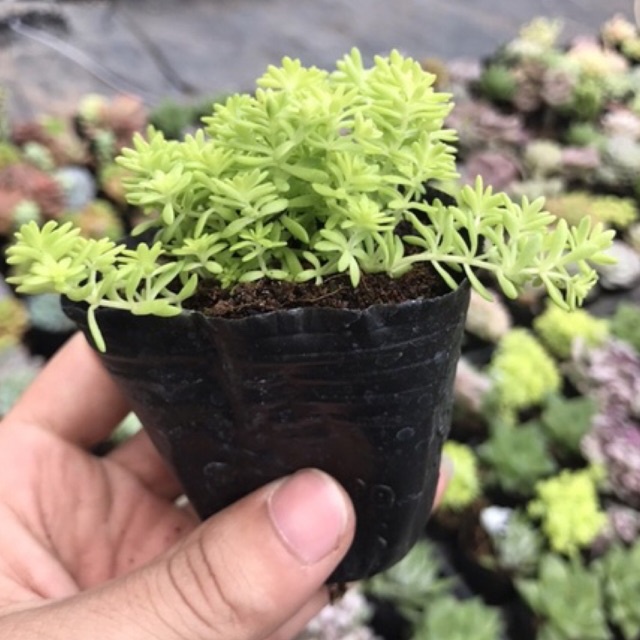 Sen Đá Sedum Vàng Thuần Khí Hậu Siêu Xinh Siêu Khoẻ Lỗi 1 Đổi 1-Vườn Sen Đá