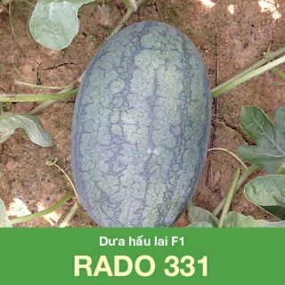 Hạt giống dưa hấu