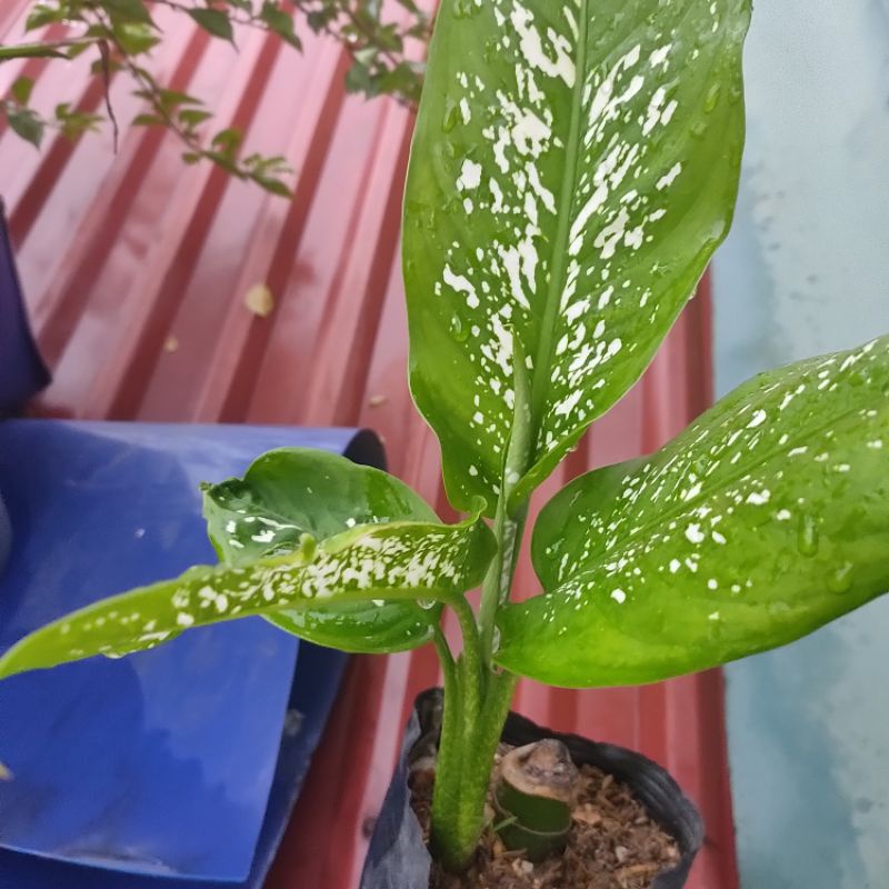 Chậu cây vạn niên thanh
