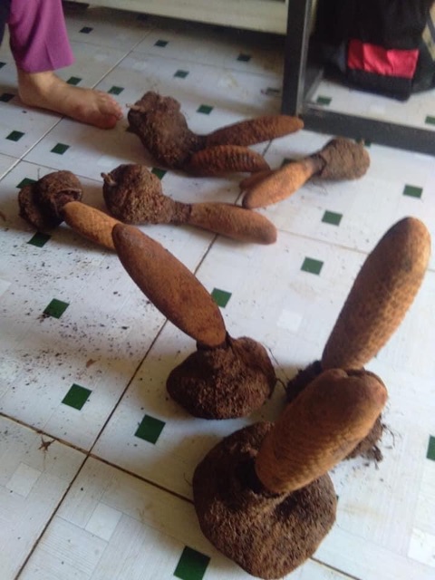 🍀💕NẤM TÍCH DƯƠNG RỪNG KHÔ 🌴🍀