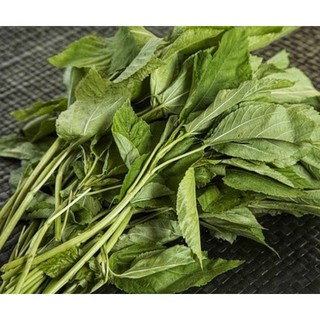 Hạt giống Rau đay xanh