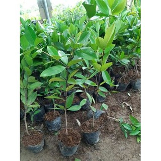 Cây Giống Cherry Brazil ( Cherry anh đào)