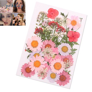 ✨YD❤ Pressed Flower Mixed Organic Dried Flowers DIY Art Floral Decors Collection Gift