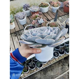 Sen đá phấn hồng size 20cm