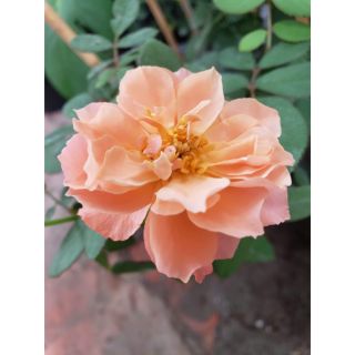 Hồng bụi ngoại Tuscan Sun