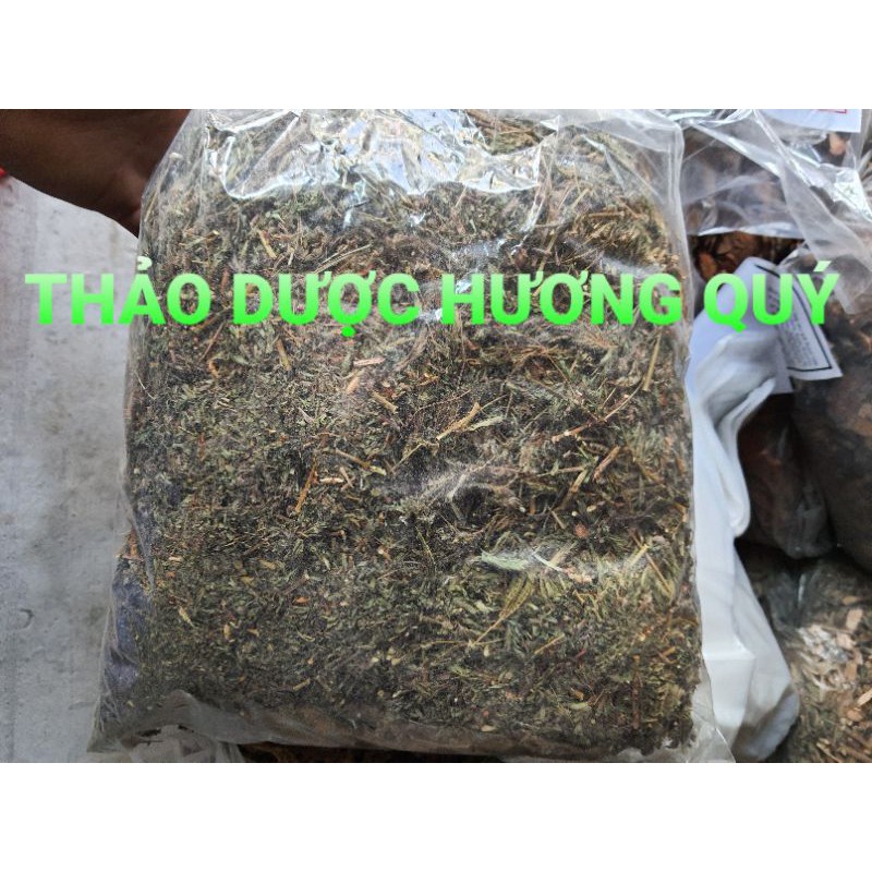 1 KG CÂY XẤU HỔ (CÂY MẮC CỠ) KHÔ, XANH GIÚP AN THẦN, LỢI TIỂU