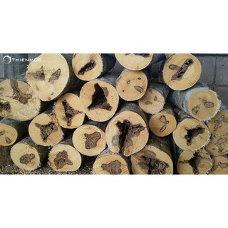 Cây Trầm Hương ( Cây Gió Bầu)