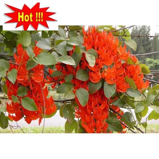 Gói 10 Hạt Hoa dây leo móng cọp xanh và hoa dây leo móng cọp vàng 7 sắc 10 hạt
