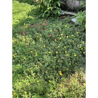 Hoa sam 8h đỏ vàng 1k/4 cành