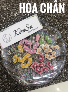 Hoa bột chân - cúc vẽ