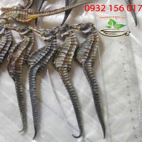 🍀 Cá ngựa khô - VÍP