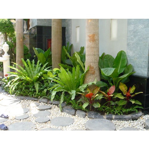 Tổ quạ - giá thể ghép lan tuyệt vời, trang trí sân vườn