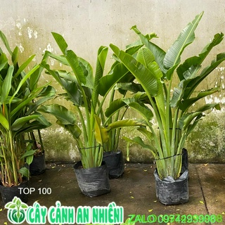 Cây Chuối Rẻ Quạt Cao Trên 1M