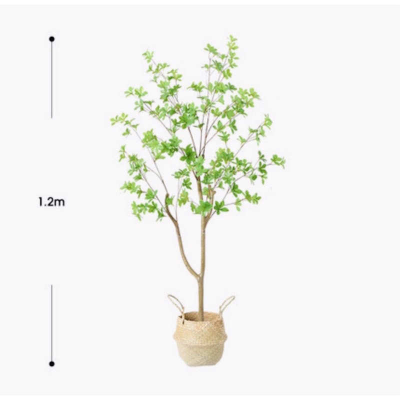 Decor siêu hot- Cây thạch nam cao 1m2 giống thật 99% kèm giỏ cói
