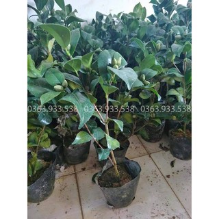 HOA TRÀ MY – CÂY GIỐNG NHẬP KHẨU
