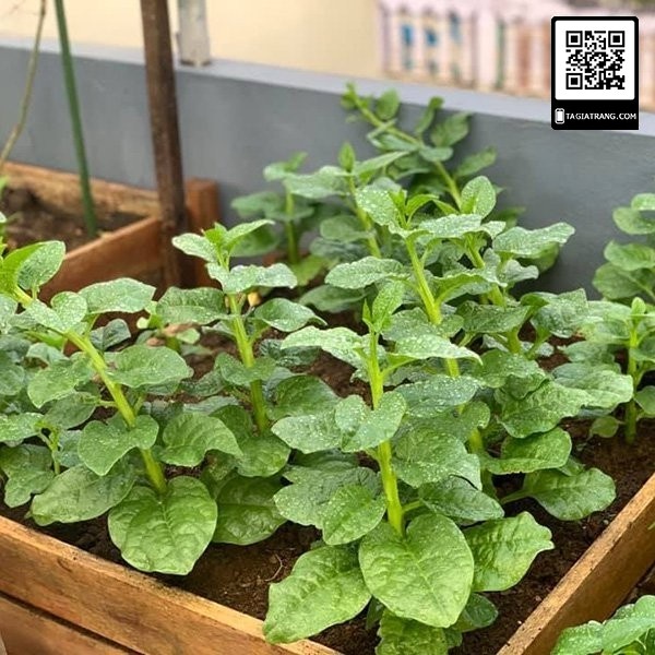 1KG Hạt giống rau mồng tơi xanh (mùng tơi)