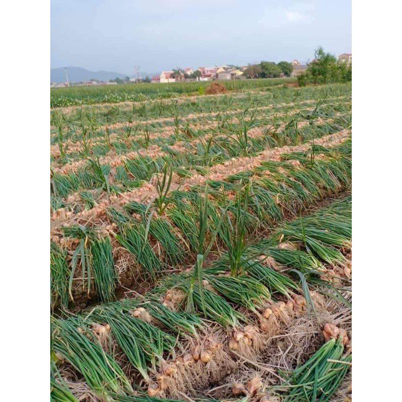 1KG Hành Thái Lát Sấy Khô