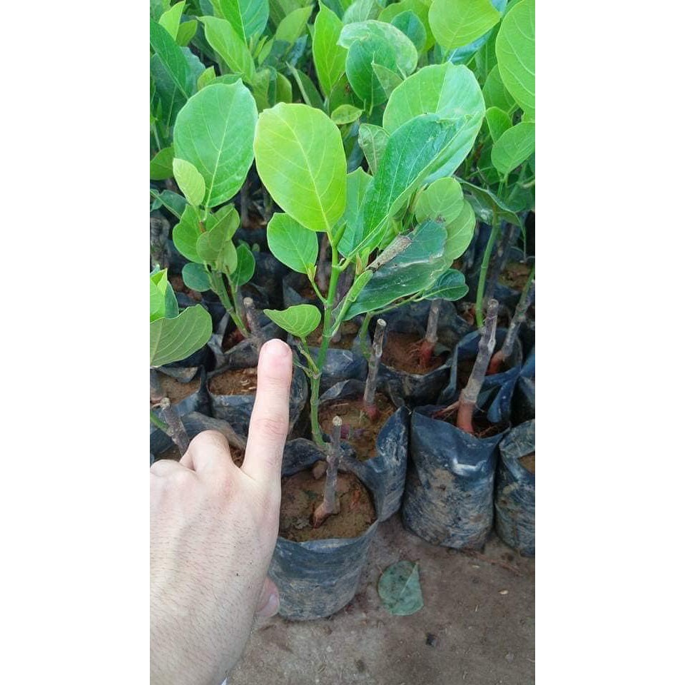 Cây Mít Mã Lai giống chuẩn
