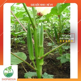 Hạt giống Đậu bắp xanh Nảy mầm >90%
