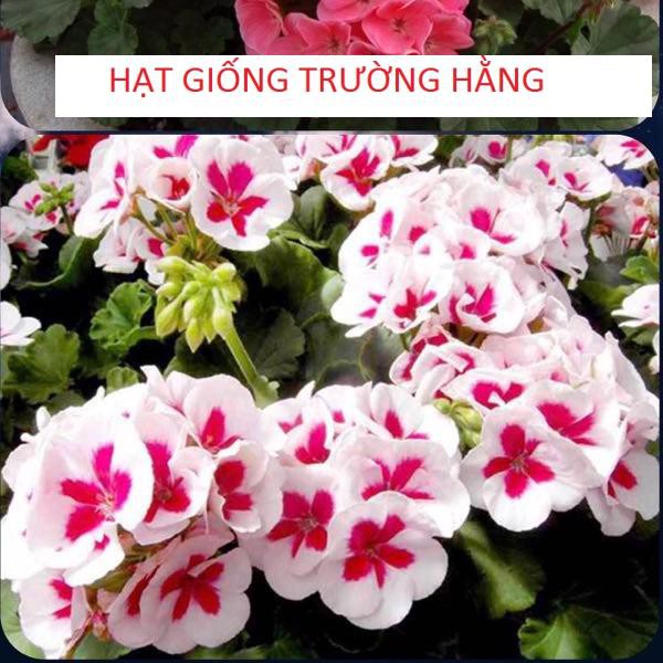 ⚡️ HẠT GIỐNG HOA PHONG LỮ THẢO⚡️ NHIỀU MÀU SIÊU ĐẸP GÓI 100 hạt