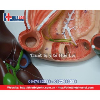 Mô Hình Hệ Tiêu Hóa Người