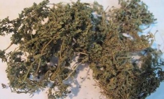 1kg cây cỏ sữa khô ( lá nhỏ)
