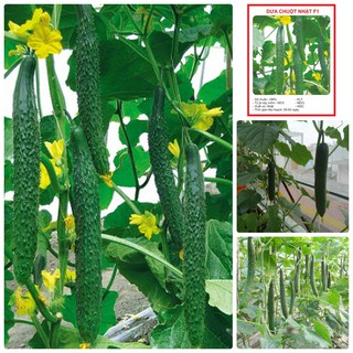 Hạt Giống Dưa Chuột Nhật 10 Hạt