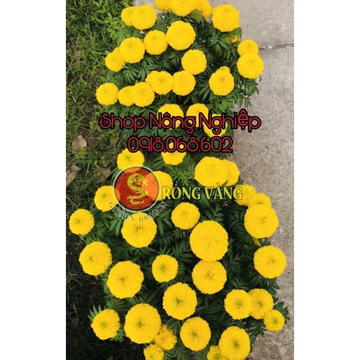 Hạt giống Hoa Vạn Thọ F1 Vàng Chanh Nhuỵ Xanh 06 Rồng Vàng 1gr