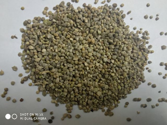 Hạt giống rau cải bó xôi 10 gr