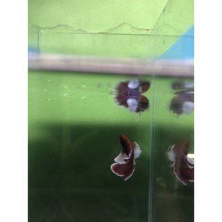 BETTA DUMBO LAVENDER 1 CẶP TRỐNG & MÁI