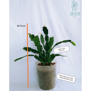 Cây lan càng cua hoa trắng , đỏ dễ trồng dễ chăm [đừng quên quà tặng của shop]
