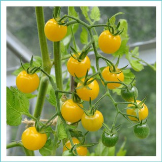 Hạt Giống Cà Chua Cherry Rủ Vàng Gói 50 hạt - HÀNG CÔNG TY
