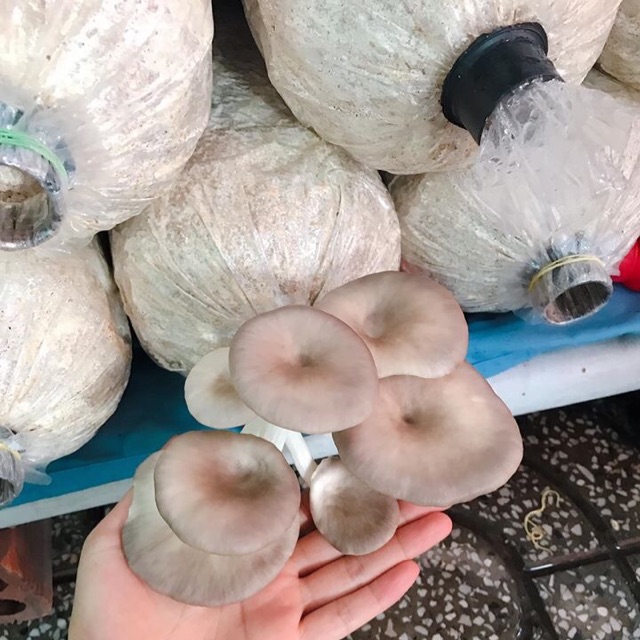 Phôi nấm Bào ngư