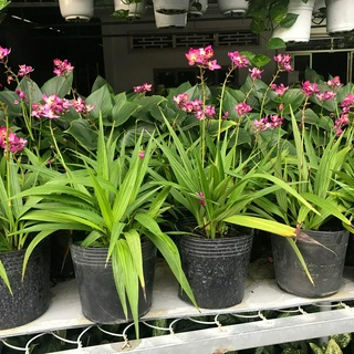 Cay địa lan hoa tím đang trổ bông + Tặng 02 cây nhót ngọt