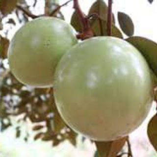 Cây vú sữa lò rèn