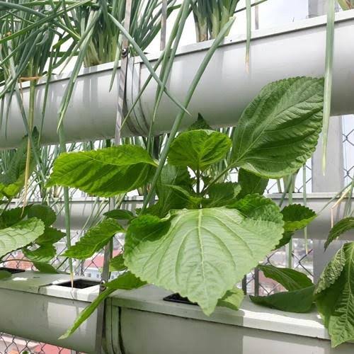 ALO SHOP SHIP KHÔNG GÃY- Cây LÁ MÈ HÀN QUỐC 40cm Tặngdịchtrùn Ship 30 phút KHO QUẬN11,7,9,THỦĐỨC PHÚNHUẬN