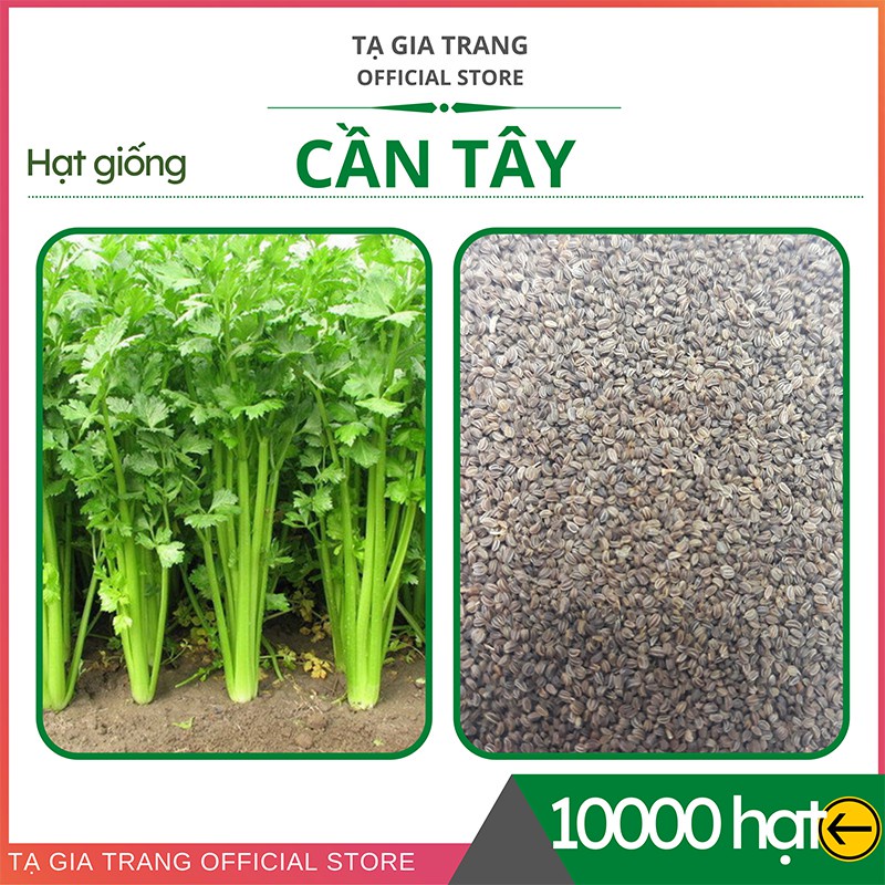 [Bán sỉ] - Hạt giống rau cần tây