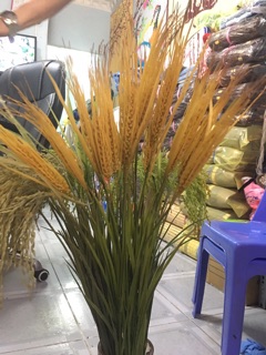 com bo 25 cây  bông lúa vàng ấm no cả nhà