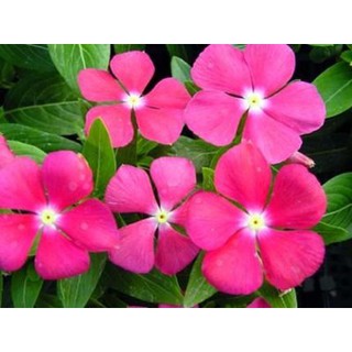 HOA DỪA CẠN HỒNG (VINCA)