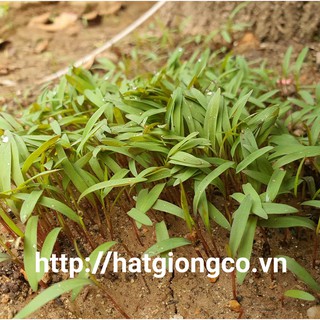 Hạt giống cỏ chăn nuôi