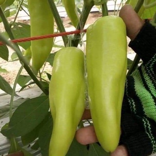 Hạt Giống Ớt Đùi Gà Manga_ Ngọt.gói 70 hạt nhập khẩu nguyên gói Thái Lan hạt chất lượng