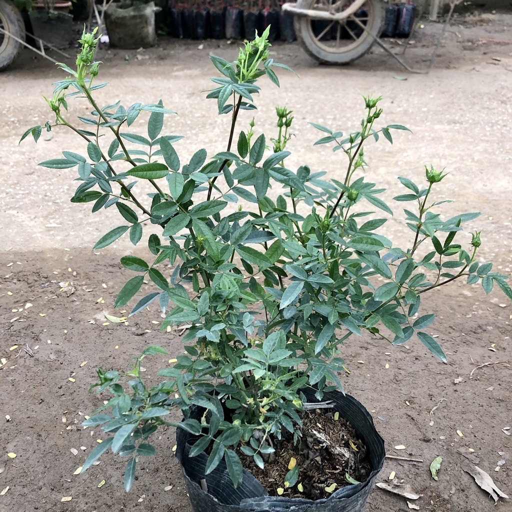 Cây hoa hồng xanh cao 40 cm