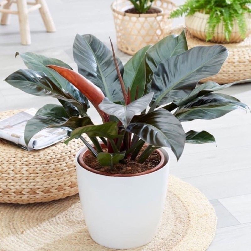Trầu Bà Đế Vương  Xanh - Vàng  - Đỏ