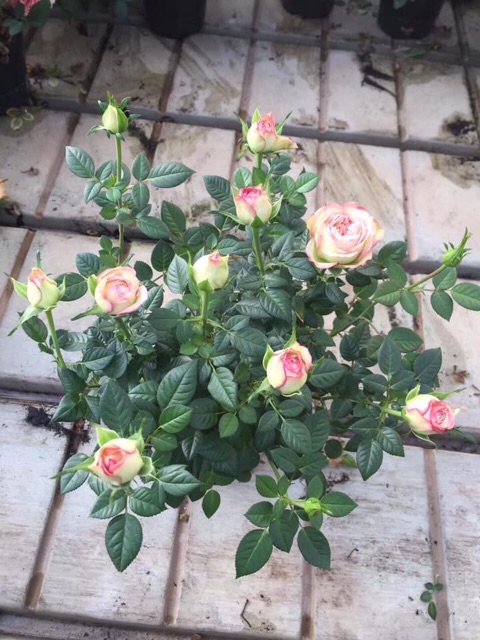 Hoa hồng siêu nụ abida, hàng sẵn hoa - hoa đẹp