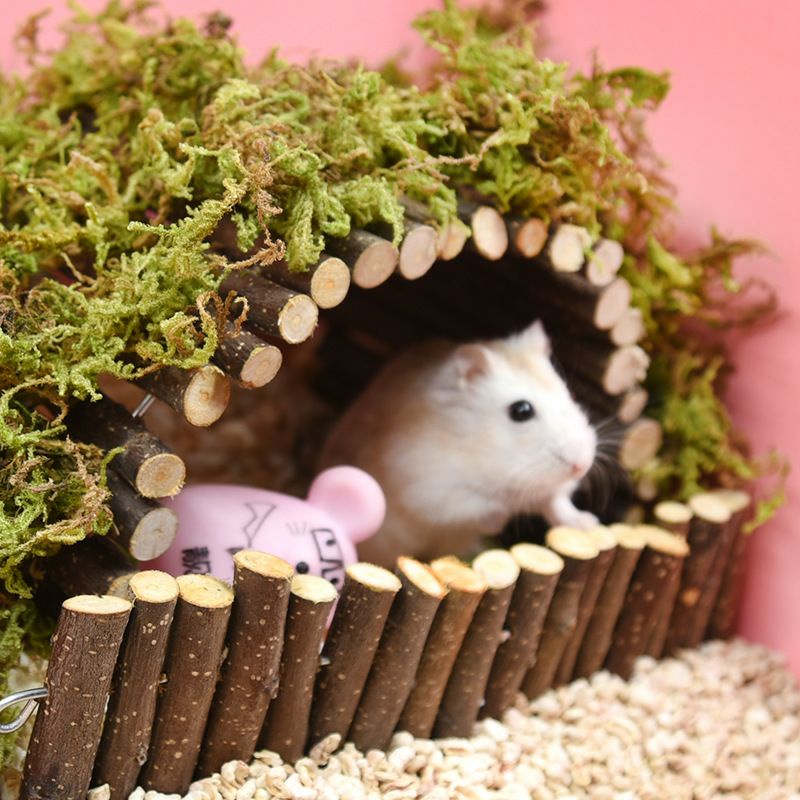 Vòm cành táo độc đáo cho hamster và thú cưng nhỏ